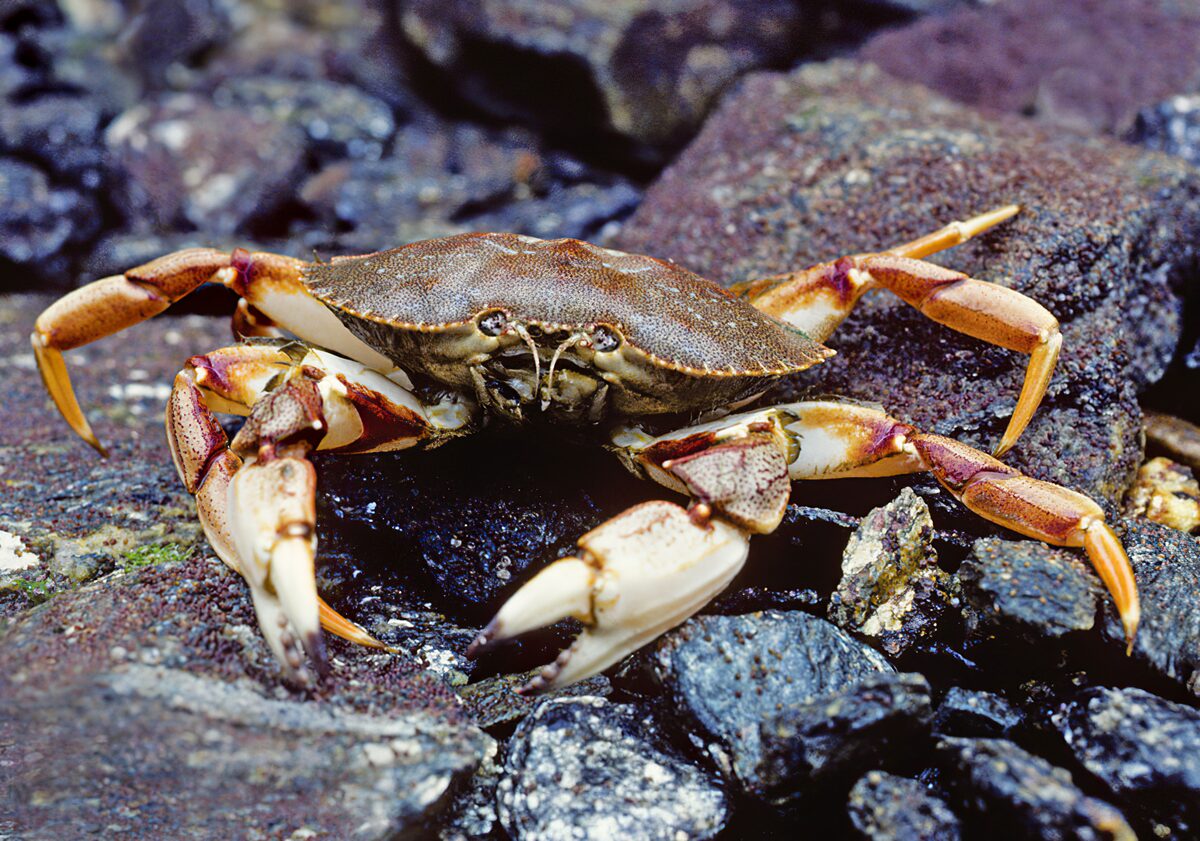 A crab on the seabed