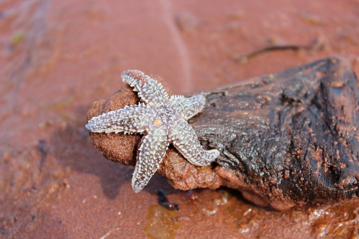 A sea star