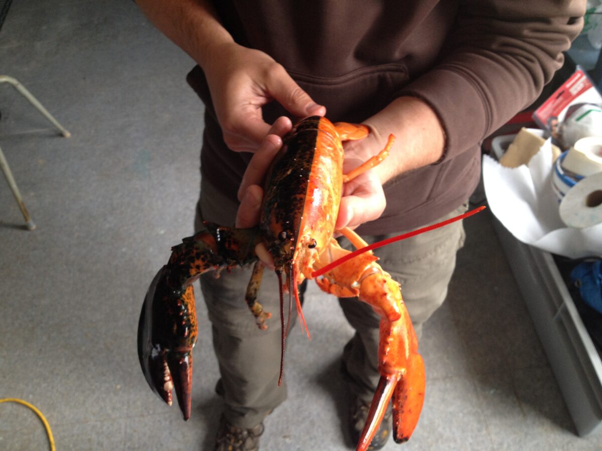 A blue lobster