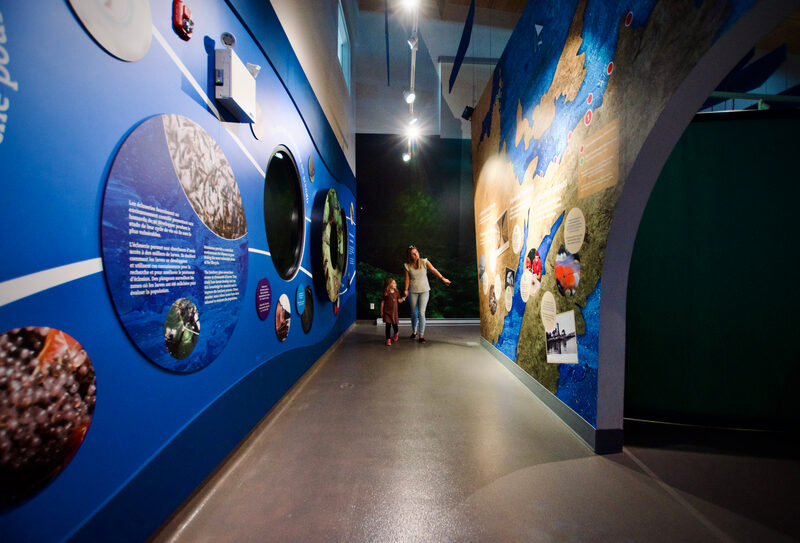 A child looking at an aquarium