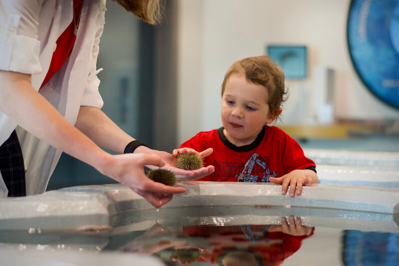 Visitors around the touch tank