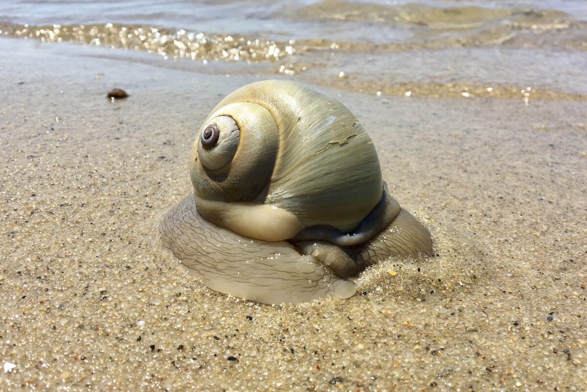 A sea snail