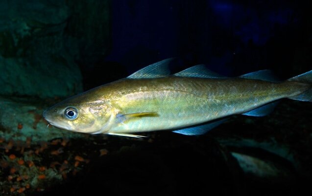 A fish of the Northumberland Strait